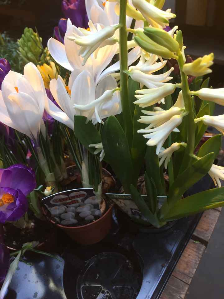 Inspiration fleurs blanches et bleues - 6