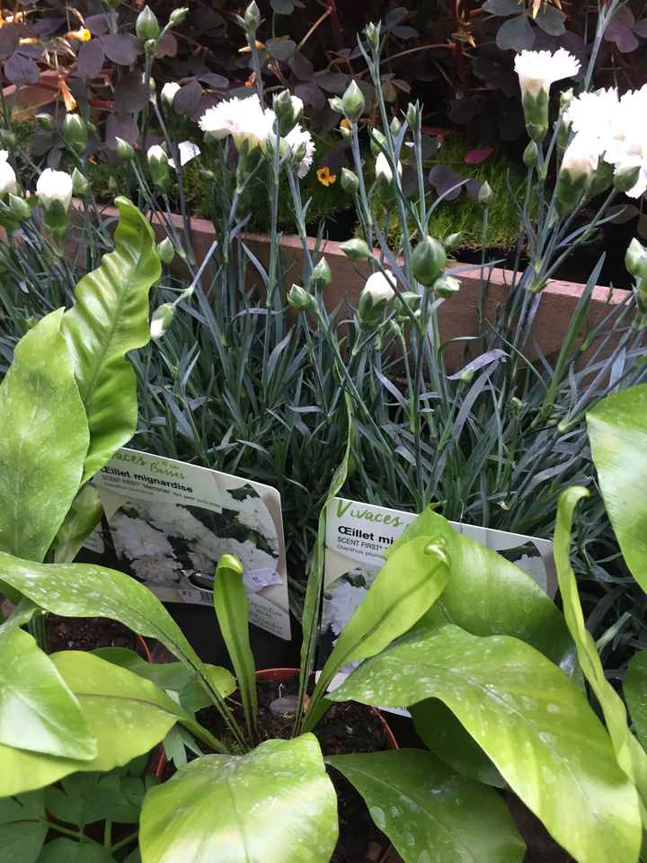 Inspiration fleurs blanches et bleues - 11