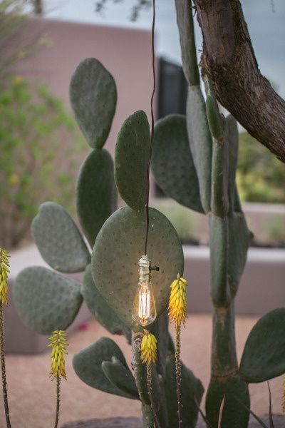 mariage cactus