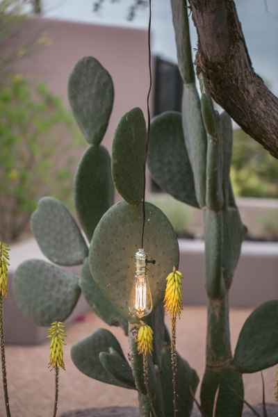 mariage cactus