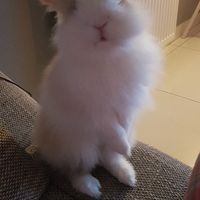 Quel style adoptes-tu pour ton animal de compagnie ? 🔥 - 1