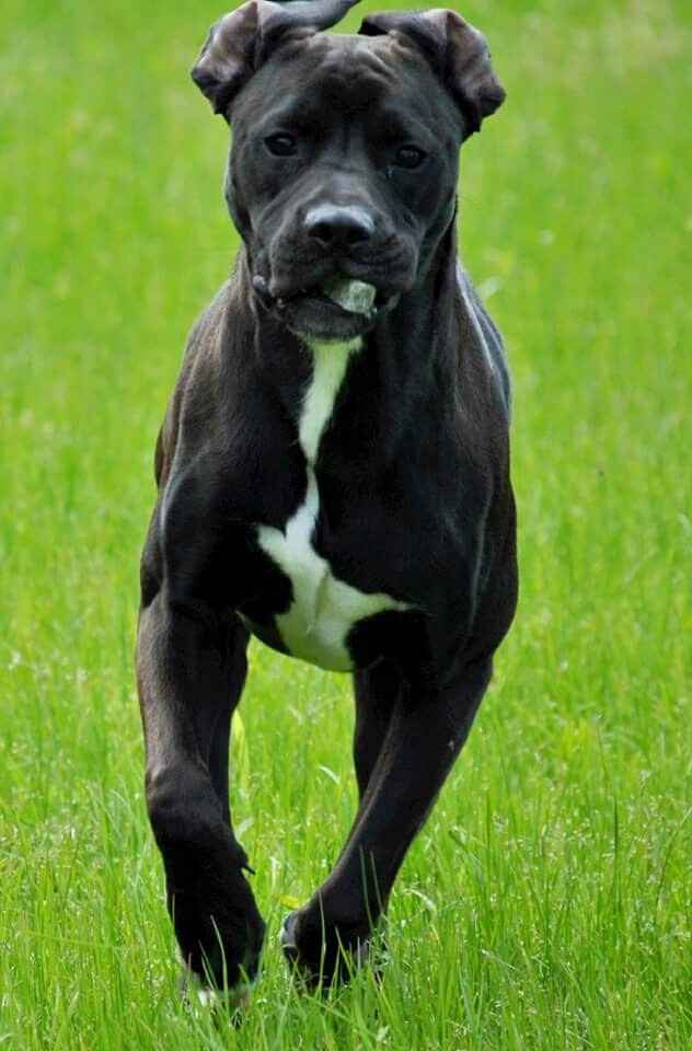 Comment s'appellent vos animaux poilus ? - 1