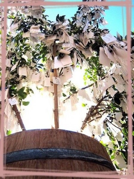 Olivier, arbre a souhaits