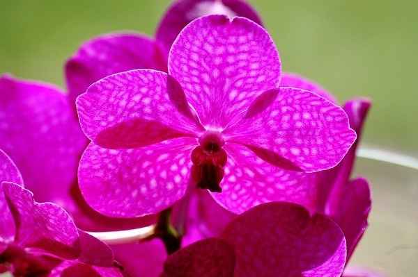 Vanda