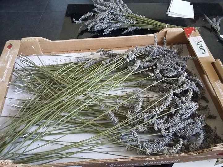 lavande séchée