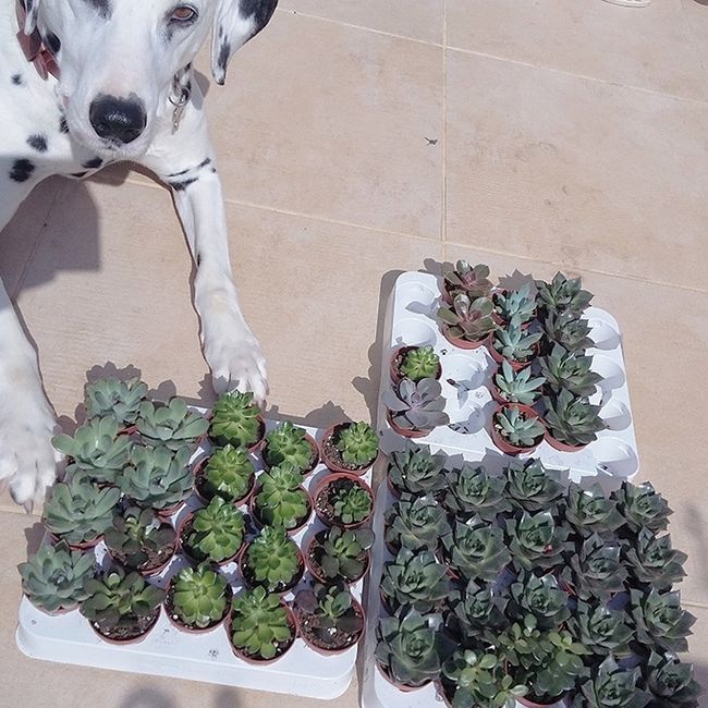 succulentes cadeaux invités