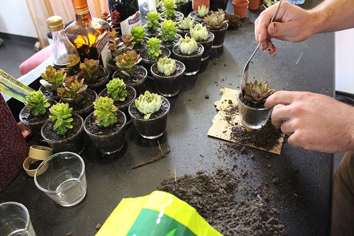 Cadeau invité, plantes succulentes