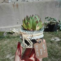  Comment remplacer les dragées - 1