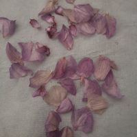 Pétales séchées - 1