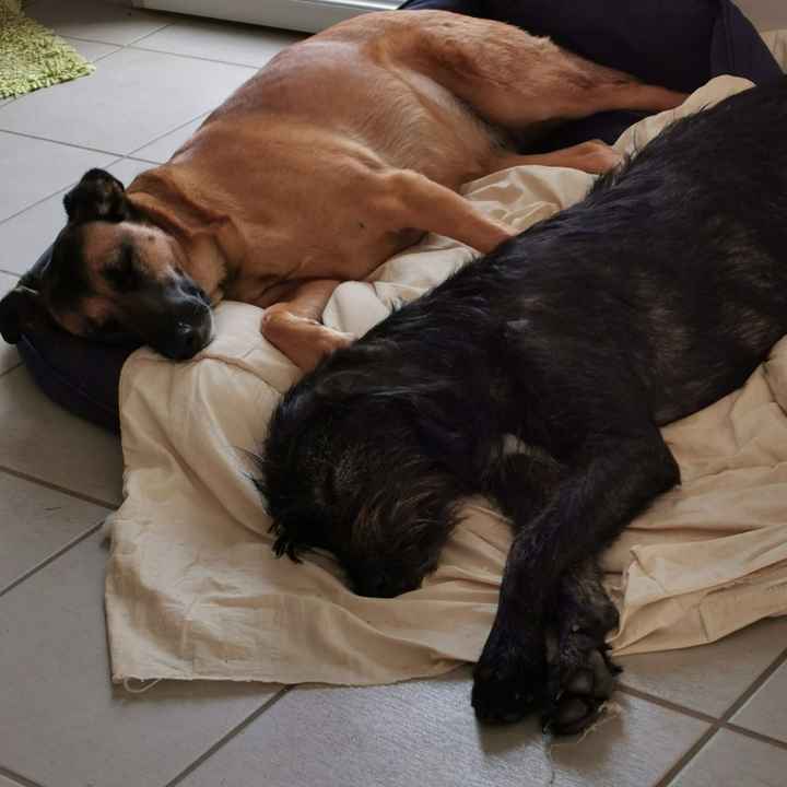 Ton animal de compagnie, présent le jour J ? - 1