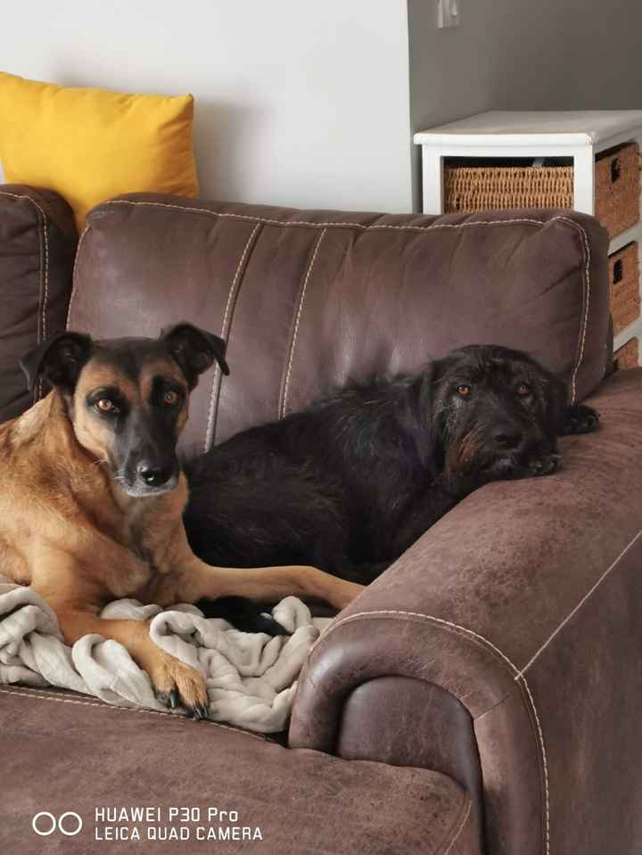 Et nos amis les animaux de compagnie !! - 1