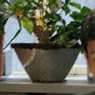 Matthieu