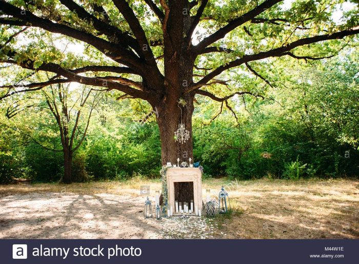 Cérémonie laïque : un arbre pour cadre 7