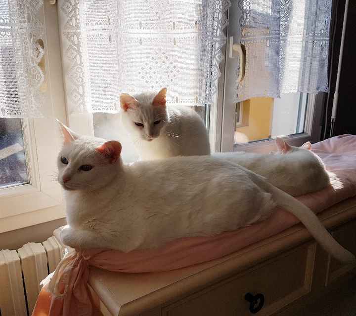 Le meilleur ami de l'homme 🐶🐱 - 1