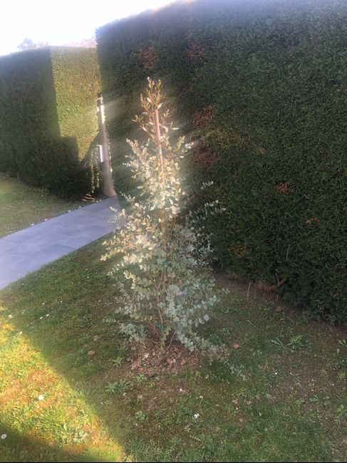 Fleurs et décoration florale qui le fait lui même avec des fleurs de grossistes ? 5