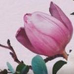 Virginie 🌷