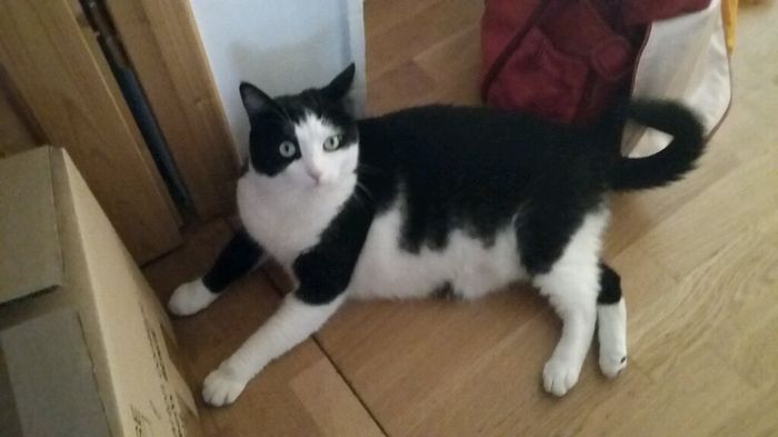 Un animal de compagnie à la maison juste après le mariage ? - 1