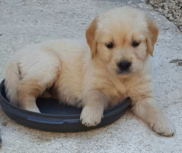 La plus belle photo d'animaux est... - 1