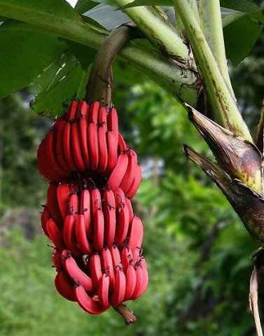 Bananes rouges