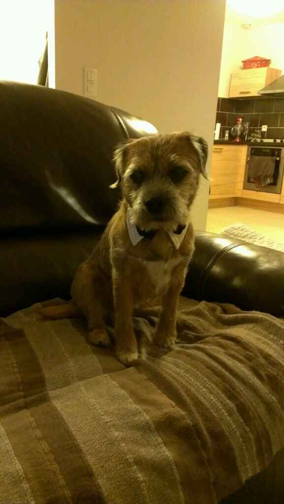 Pour ou contre emmener son chien le jour j - 1