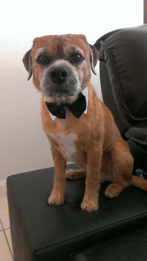 Si votre animal de compagnie était invité à votre mariage... - 1