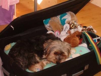 Le Voyage de Noce