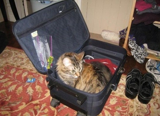 Le Voyage de Noce