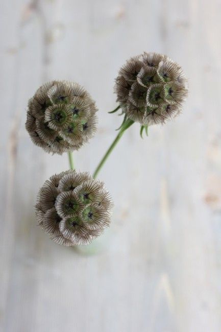 Les bouquets de mariée du 29 janvier