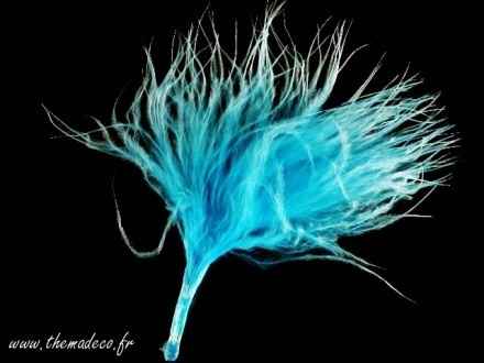 Les plumes !!!