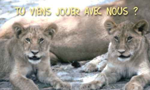Le Voyage de Noce