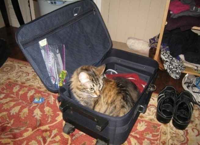 Le Voyage de Noce