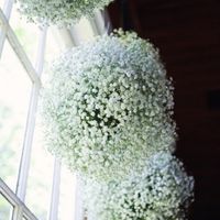 gypsophile