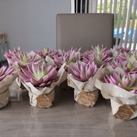 Cadeaux invités - 1