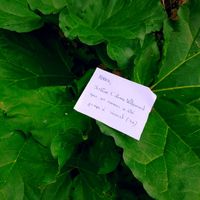 Love note : dernière ligne droite svp - 2