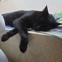Montrez-moi vos boules de poils ! 😻 - 1