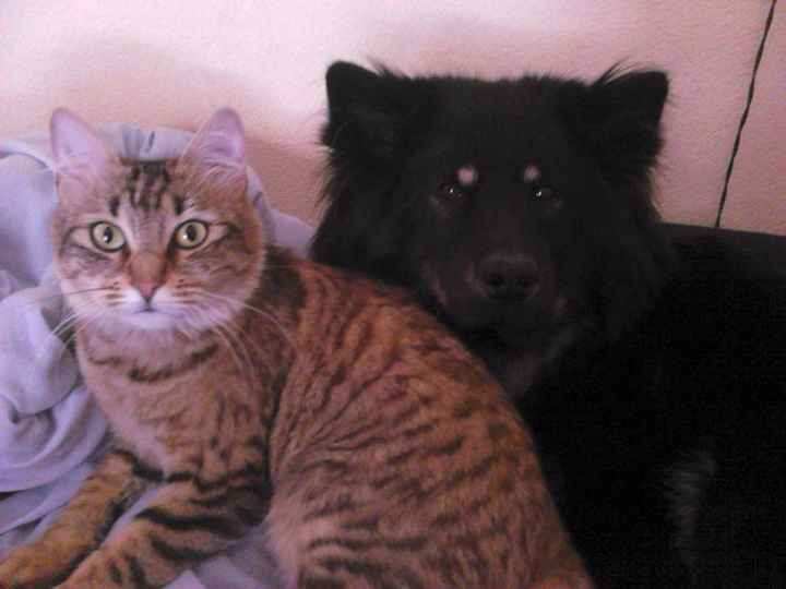 Notre chienne Idunn et SON chat chipie 