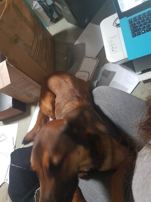 Quand ton chien ne veux pas 🤣🤣🤣 - 3
