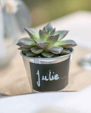 plante grasse