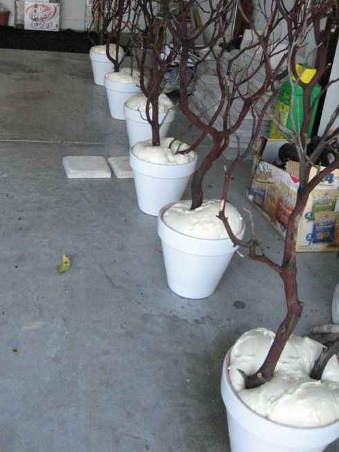 allée arbre suite