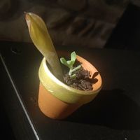 Suite plantes grasses - 1