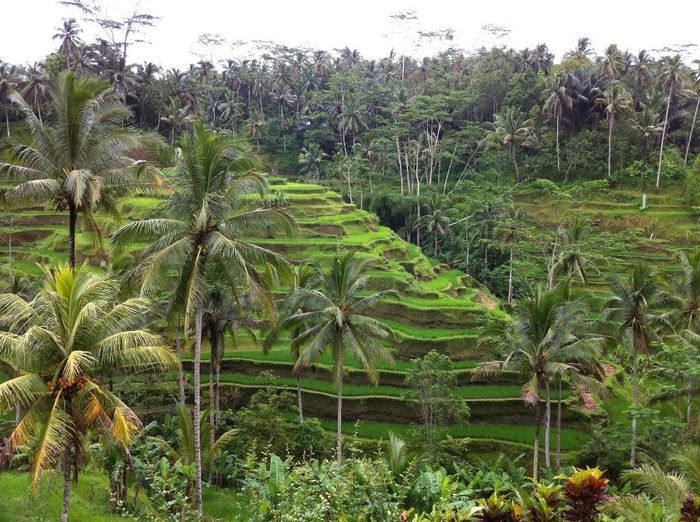 Bali - risieres et volcans
