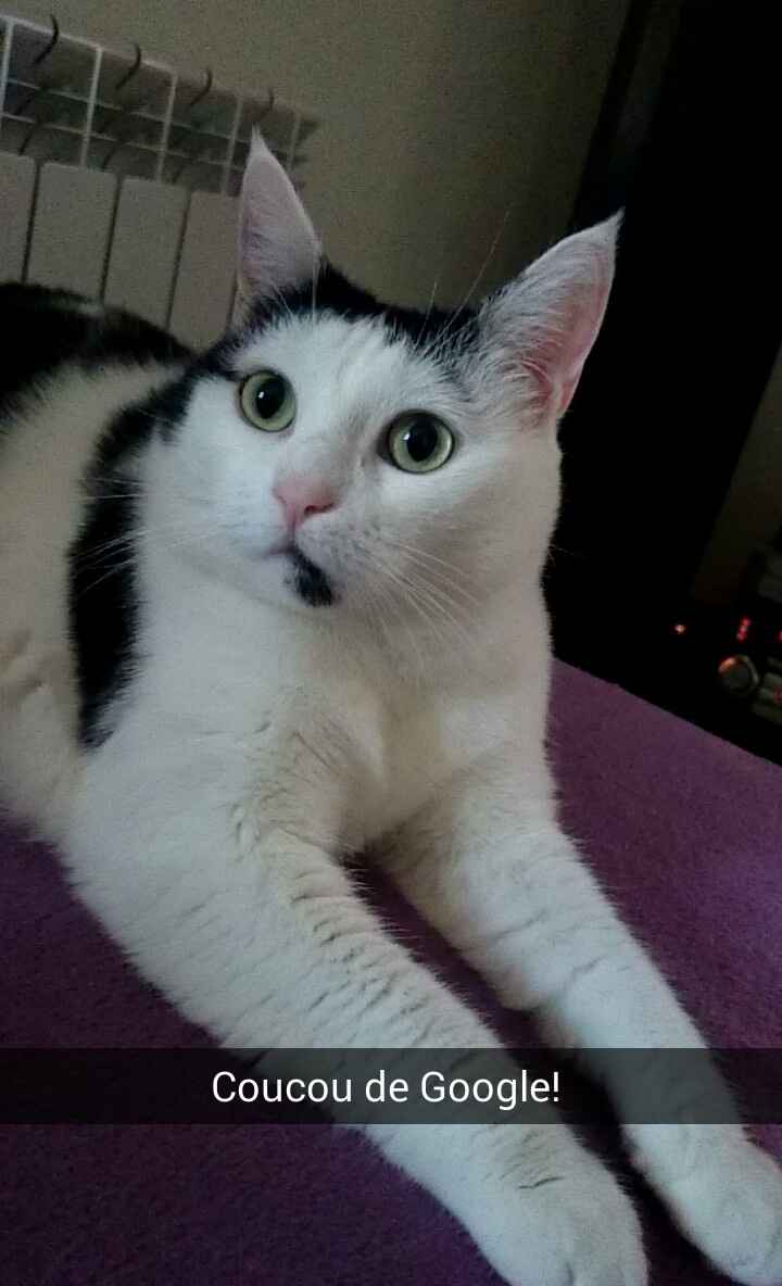 Nos animaux ! - 1