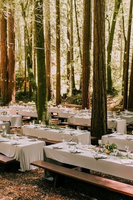 Un repas de mariage en forêt 2