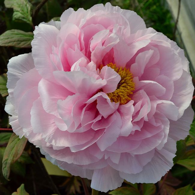 La symbolique des fleurs 1