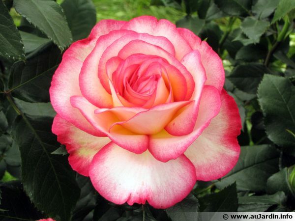 La symbolique des fleurs 2