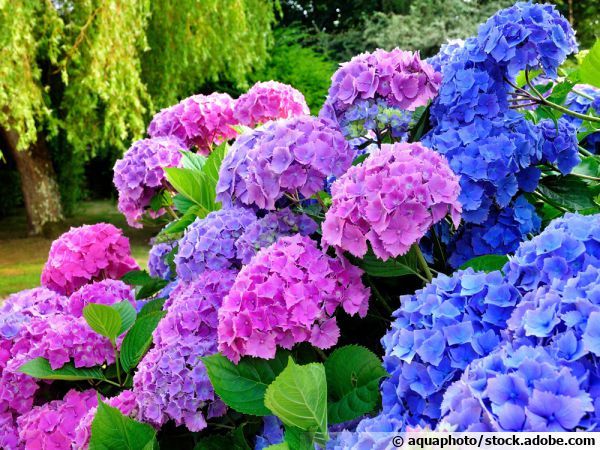 La symbolique des fleurs 4