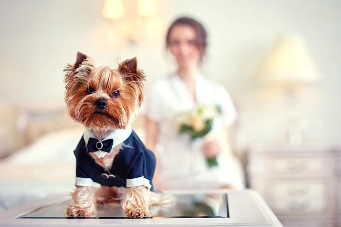 Et la tenue des animaux? 1