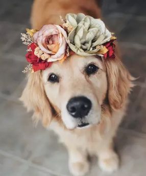 Et la tenue des animaux? 7
