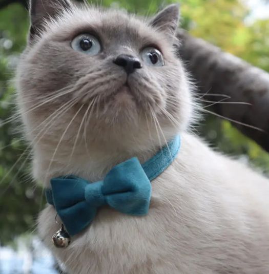 Et la tenue des animaux? 6