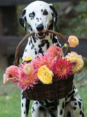 Des fleurs, des fleurs, des fleurs 🌹🌸🌺🌷🌻🌼 - 83